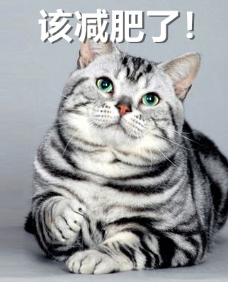 養(yǎng)寵無憂：科學(xué)喂養(yǎng)生骨肉