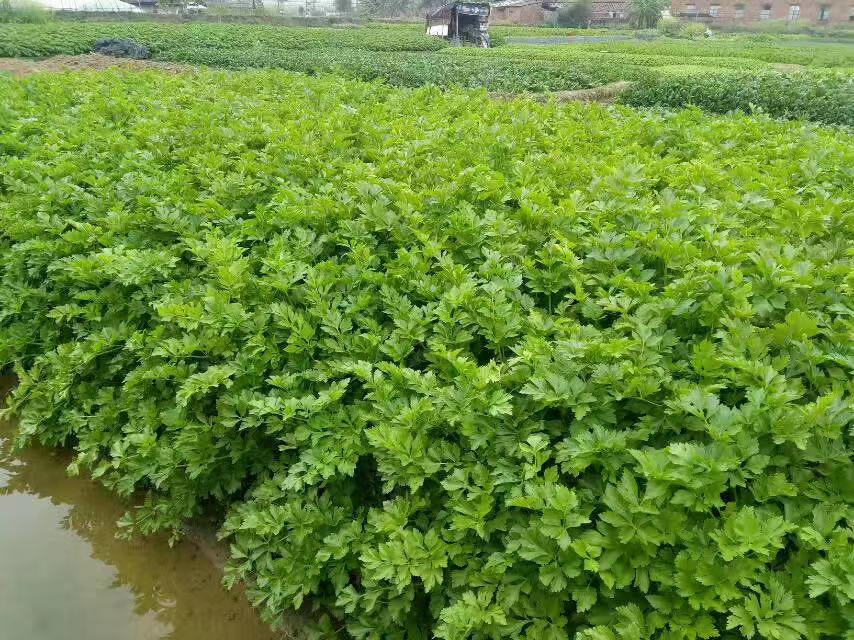 高明生鮮蔬菜配送中心 有機(jī)蔬菜配送熱線 佛山邦和食品配送公司
