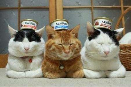 養(yǎng)寵無憂：家養(yǎng)貓不吃飯要注意什么