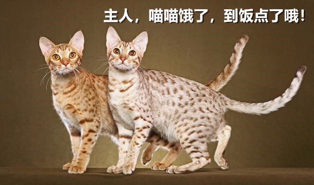 養(yǎng)寵無(wú)憂：歐西貓日常護(hù)理方法