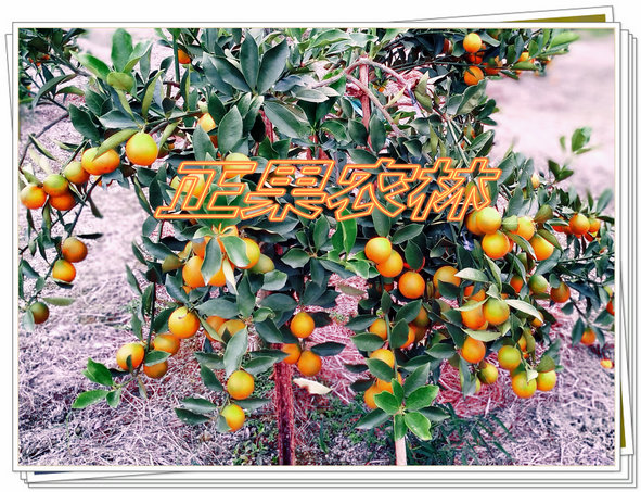 脆蜜金桔苗多少錢一株，種植效益好不好