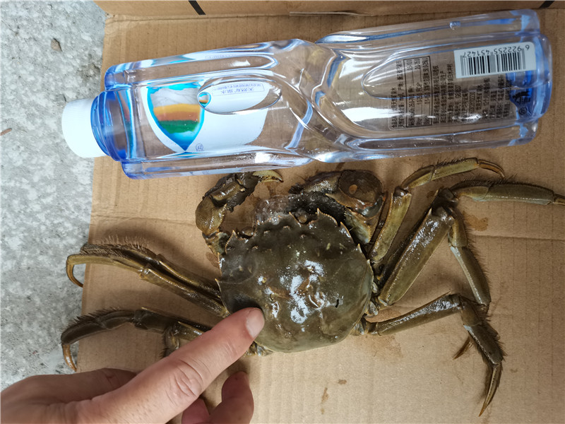好潤紅3698型大閘蟹 大閘蟹卡券 中秋禮品卡禮盒定制團購