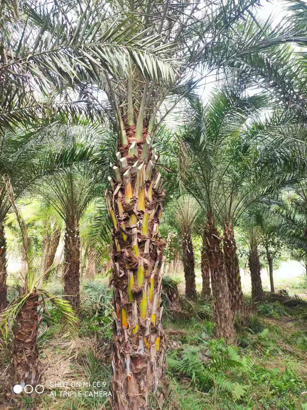 漳州中東海棗種植、多少錢、供應(yīng)商