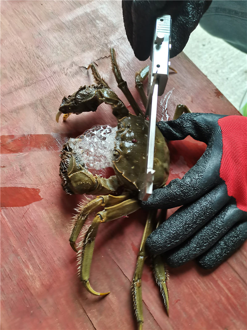 好潤紅3698型大閘蟹 大閘蟹卡券 中秋禮品卡禮盒定制團購