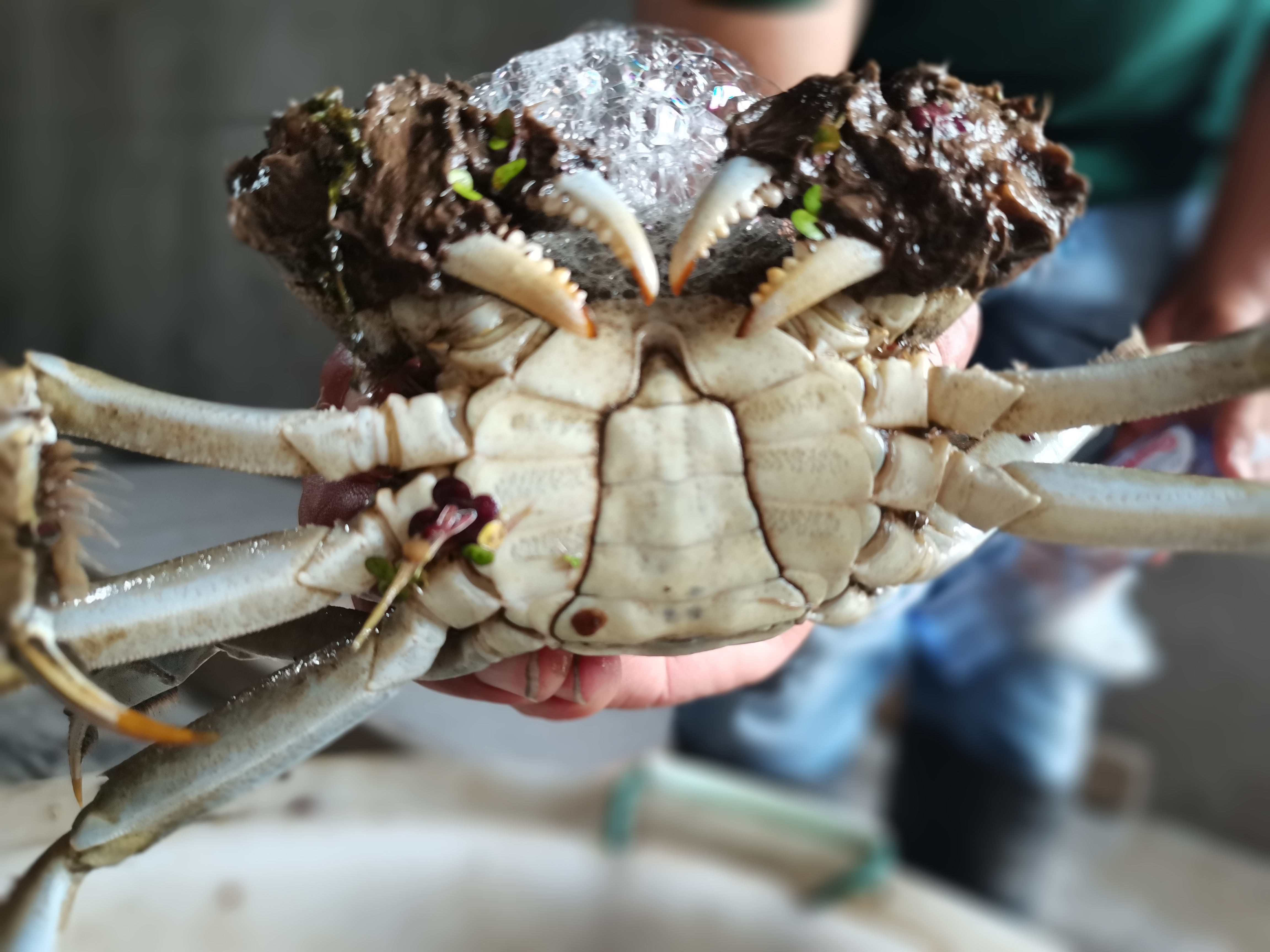 江蘇好潤大閘蟹898型批發(fā) 報價 原生態(tài)散養(yǎng) 膏紅肉鮮 大閘蟹禮券【江蘇好潤生物產(chǎn)業(yè)集團股份有限公司】