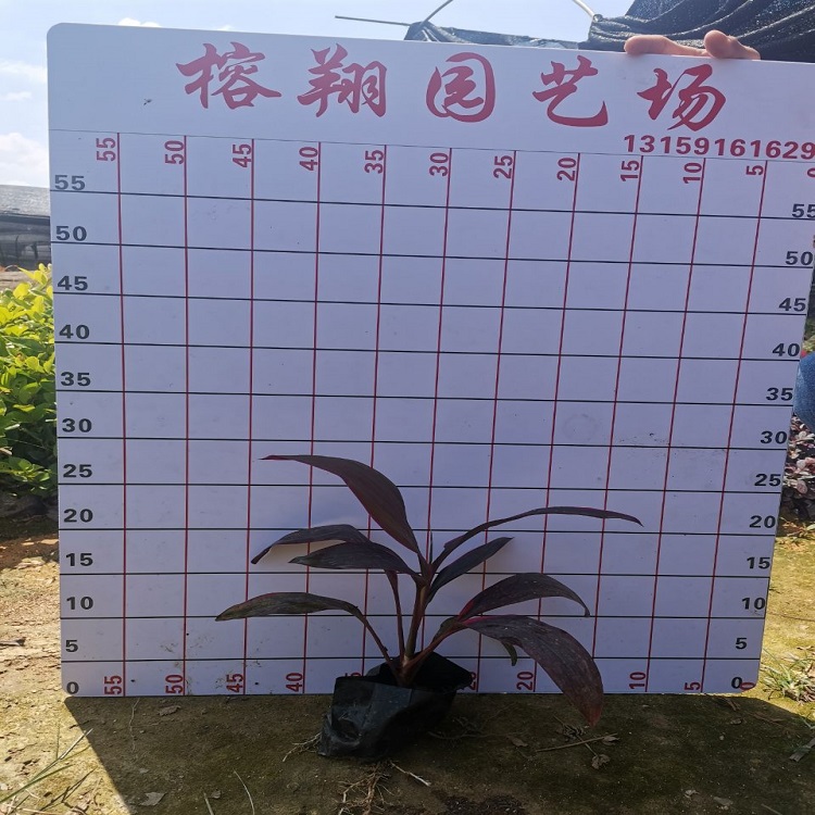 亮葉朱蕉1產地直批福建種植25-30規(guī)格齊全