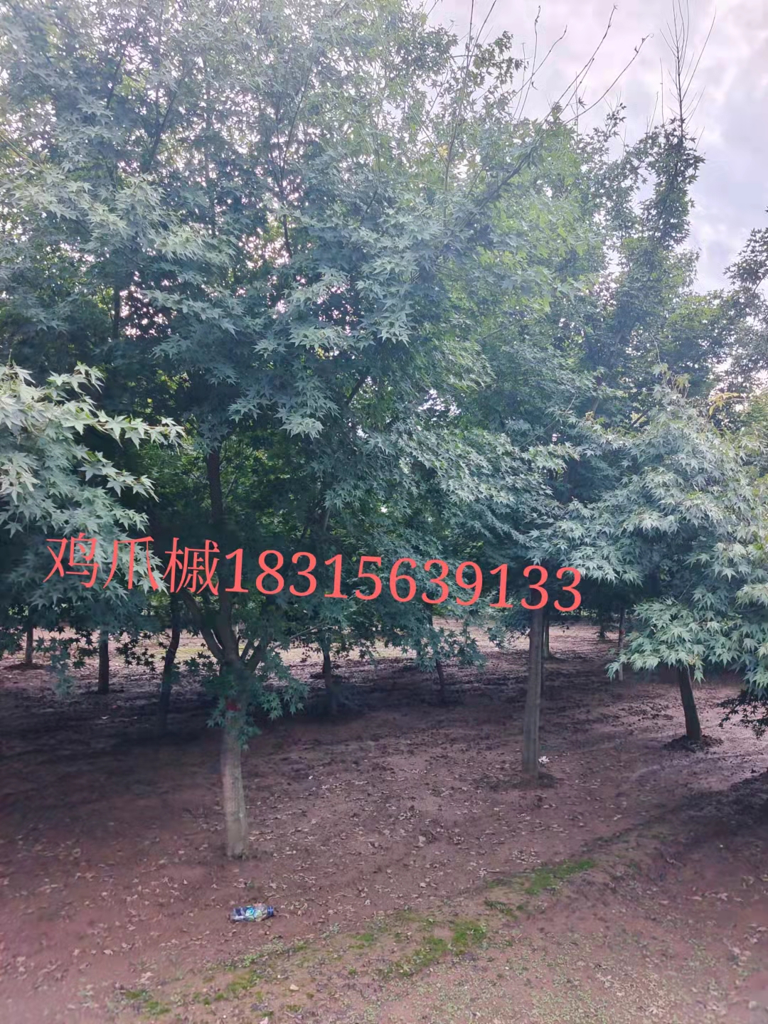 臨沂羅莊茂藍(lán)經(jīng)營部——供應(yīng)皂角樹、