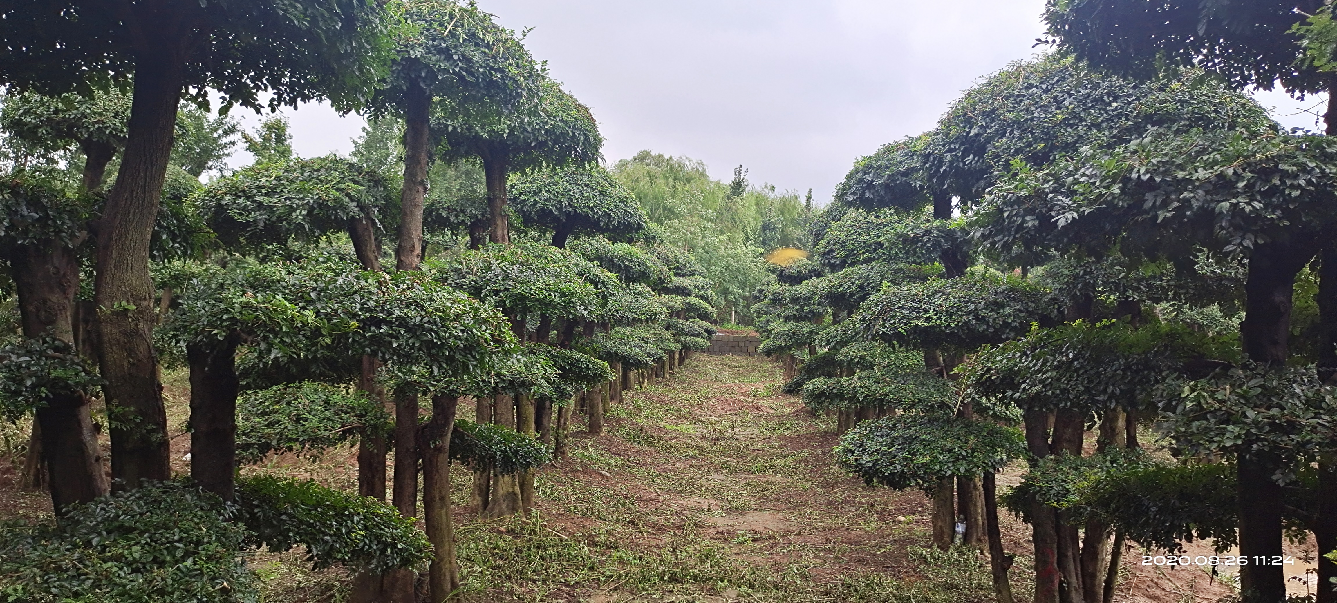 羅莊茂藍(lán)園藝——絢麗海棠、紅巴倫、白蘭地、彩葉海棠——羅莊茂藍(lán)園藝