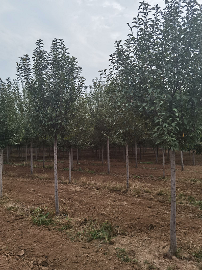 批發(fā)苗木絢麗海棠 工程綠化苗木 開花苗木 1.5米絢麗海棠