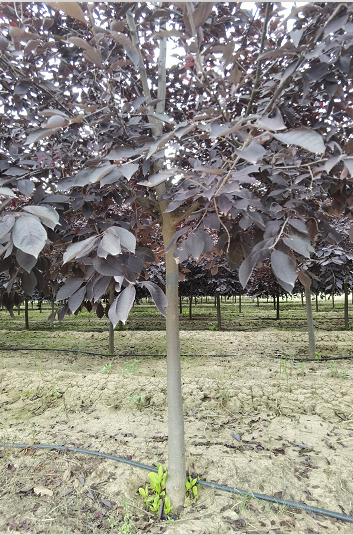 紫葉李行道樹(shù) 工程造型紫葉李 綠化紫葉稠李 供應(yīng)價(jià)格 紫葉稠李苗