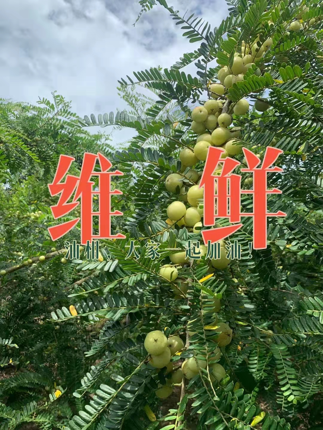 速凍油柑汁，油柑汁，原漿