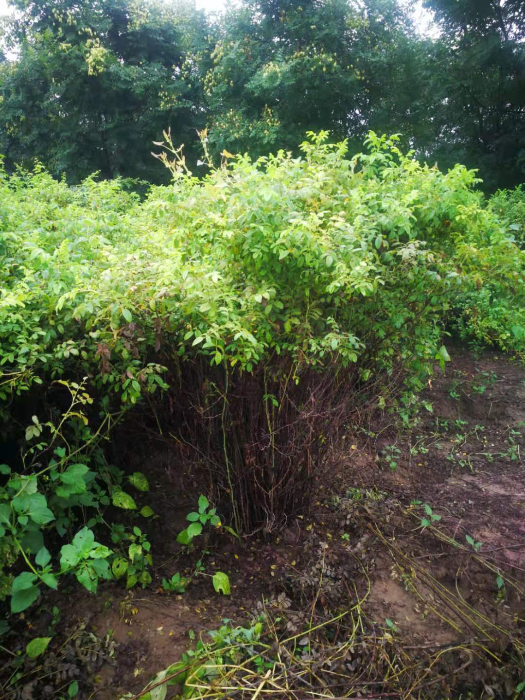 河北四季玫瑰供應(yīng)商  河北四季玫瑰報(bào)價(jià)  河北四季玫瑰批發(fā)【博野縣凱輝苗圃場(chǎng)】