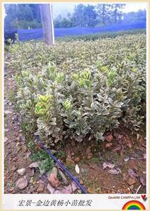 金邊黃楊基地--隨到隨挖金邊黃楊小苗.杯苗.湖南金邊黃楊毛球找宏景苗木
