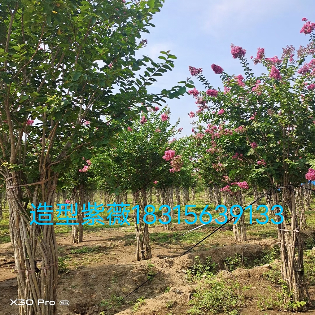 臨沂羅莊茂藍(lán)經(jīng)營部——供應(yīng)皂角樹、