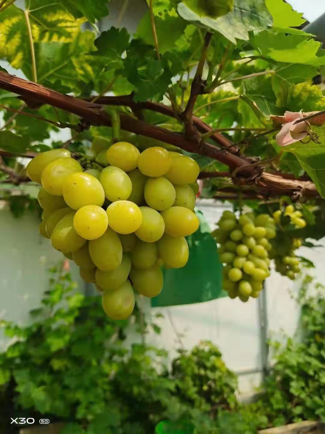 秋天清脆葡萄苗