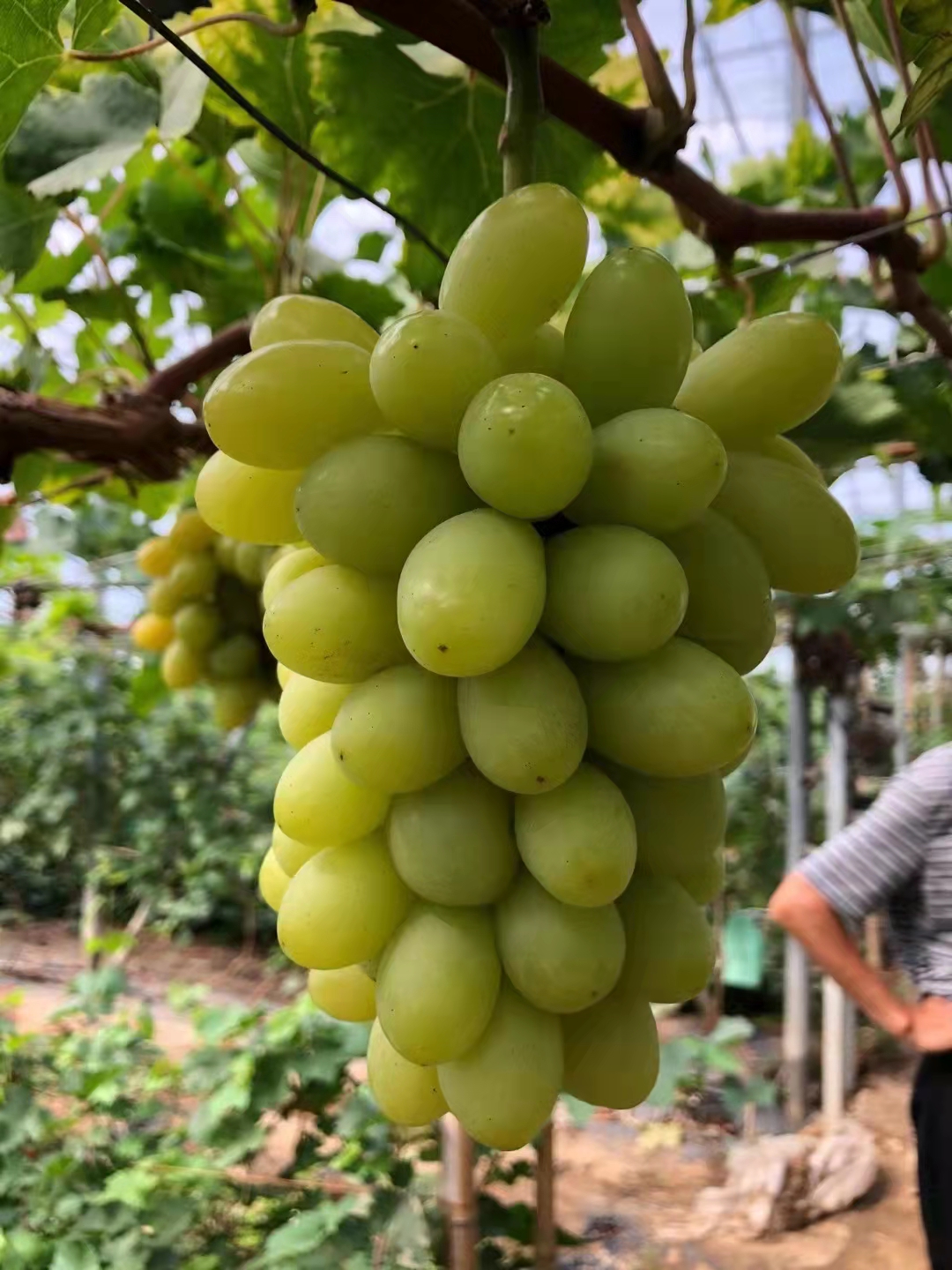 秋天清脆葡萄苗