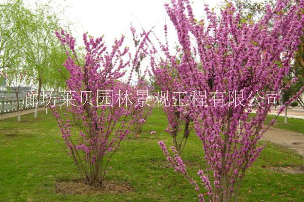 廊坊北京綠化苗木木槿出售