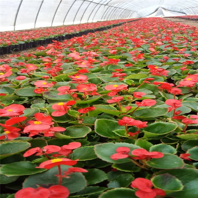 陜西批發(fā)美女櫻苗基地/草花栽植苗場(chǎng)在哪