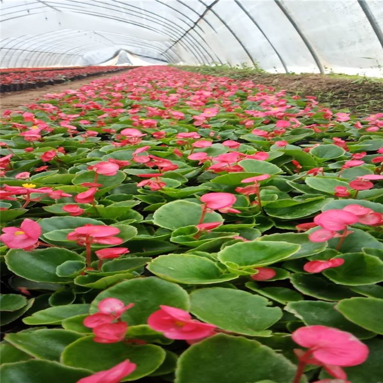 陜西批發(fā)美女櫻苗基地/草花栽植苗場(chǎng)在哪
