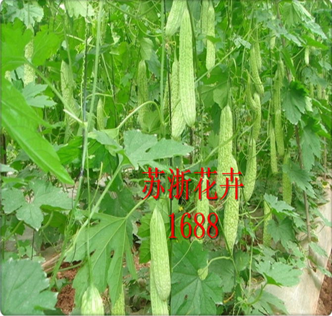 山東黑籽苦瓜種子批發(fā) 蔬菜種子多少錢