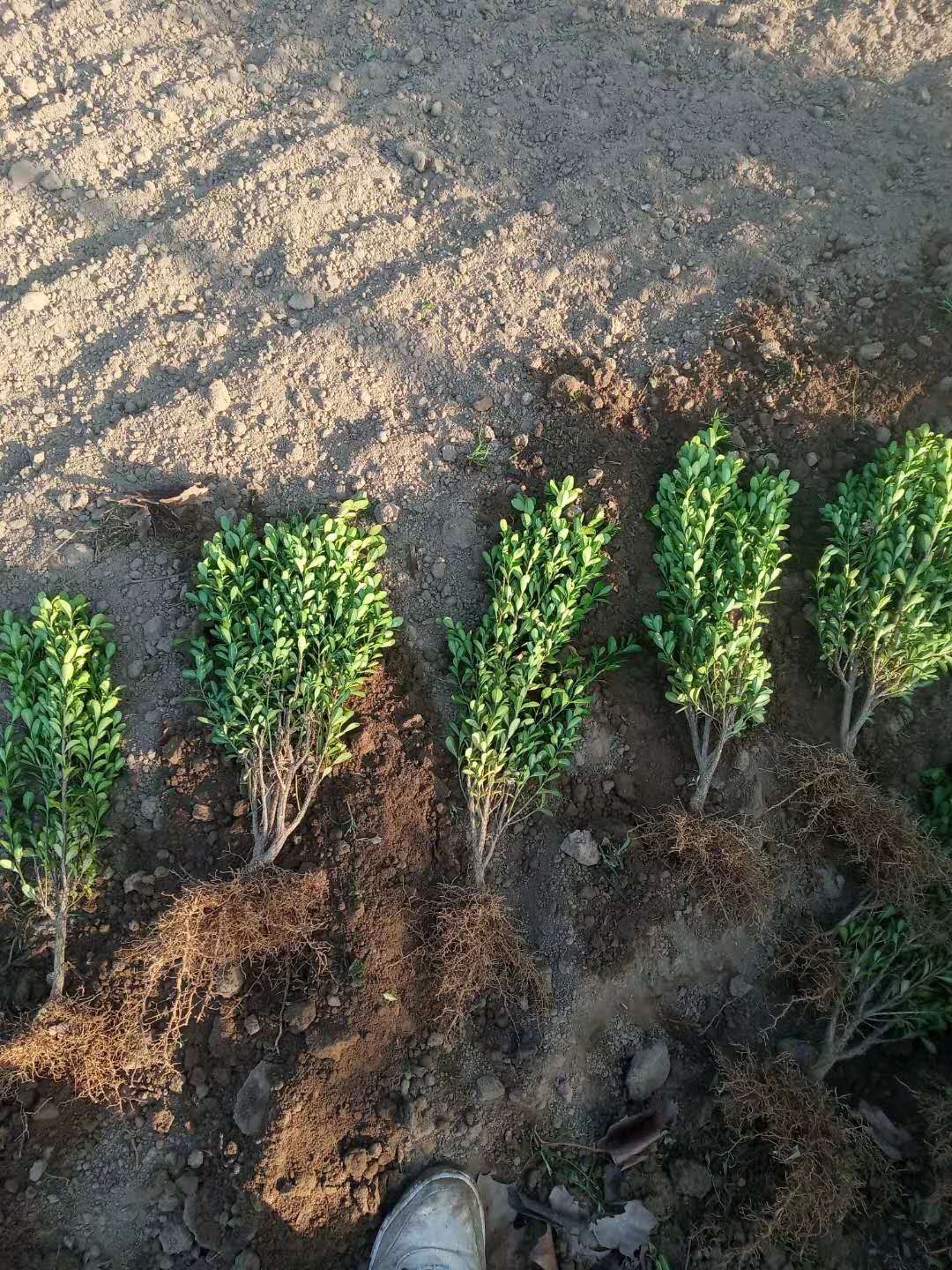 河南小葉黃楊--河南豆瓣黃楊