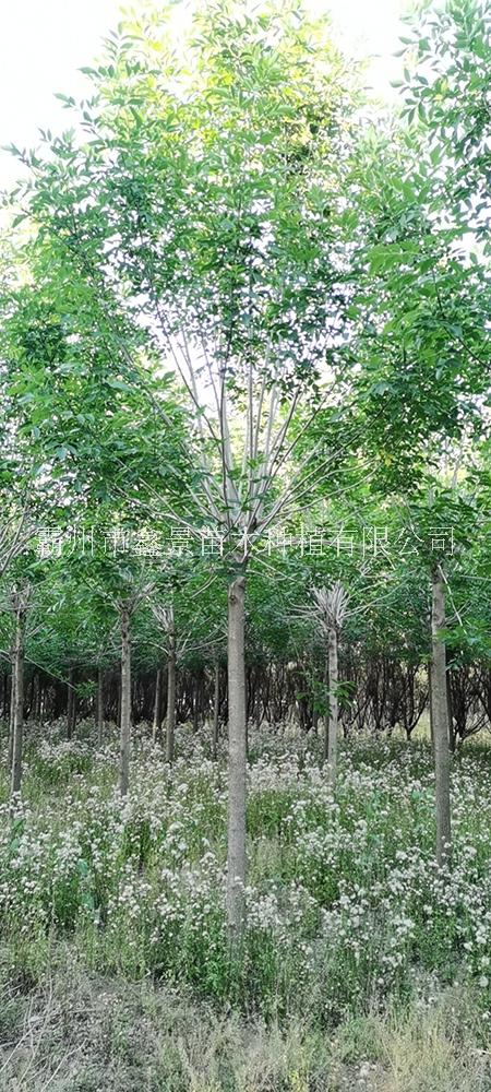 供應胸徑8-18cm 白蠟