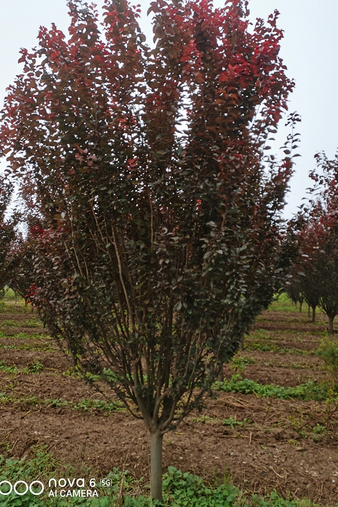 銷售供應(yīng)批發(fā)8-12cm 紫葉李