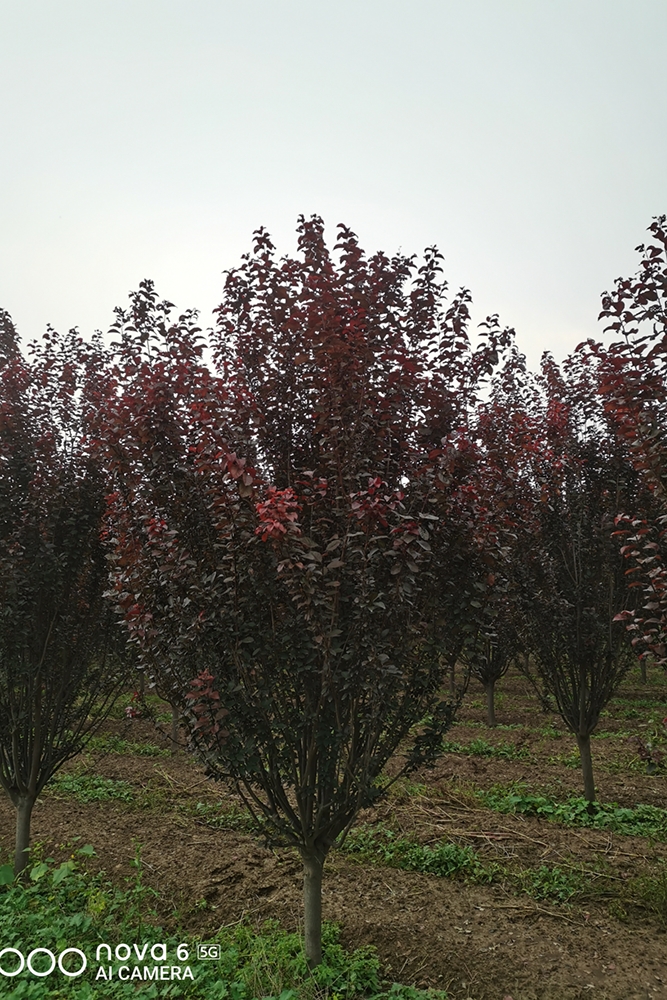 銷售供應(yīng)批發(fā)8-12cm 紫葉李