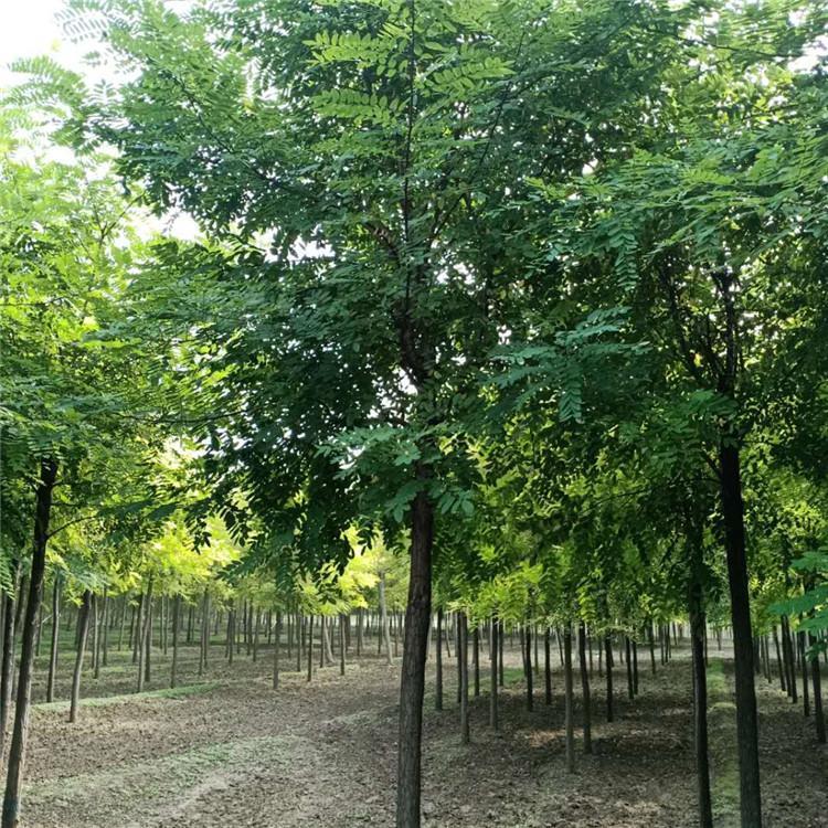 刺槐 洋槐 苗木種植基地