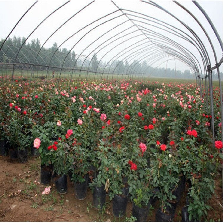 綠植配植多色系大花月季 大花月季小苗報價 產(chǎn)地