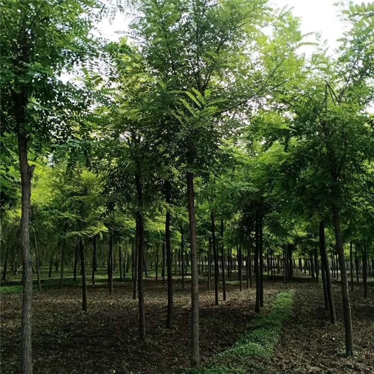 刺槐 洋槐 苗木種植基地