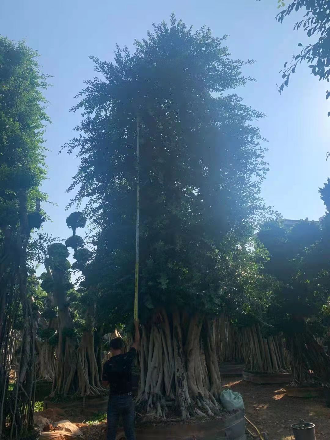 福建供應(yīng)80-1.5米小葉榕 小葉榕景觀綠化樹批發(fā)價(jià)格