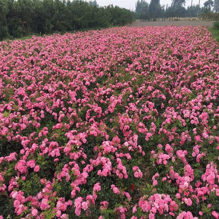 綠植配植多色系大花月季 大花月季小苗報價 產(chǎn)地