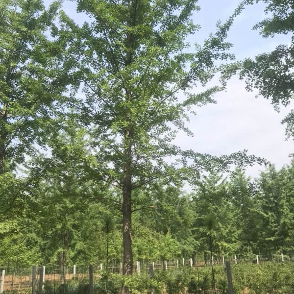 銀杏實(shí)生樹價(jià)格  銀杏實(shí)生樹價(jià)格