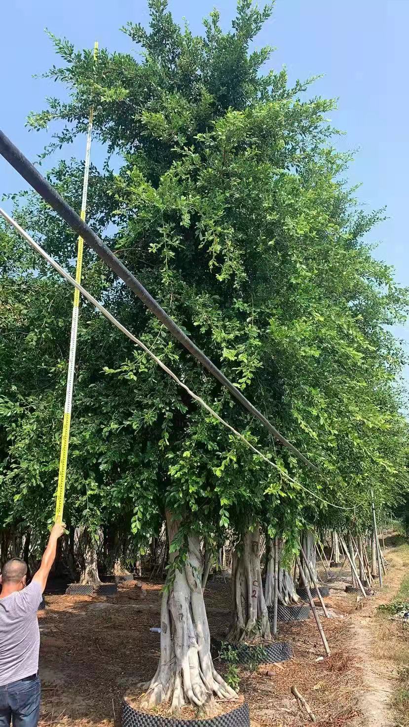 福建供應(yīng)30-80公分小葉榕 小葉榕景觀綠化樹(shù)批發(fā)價(jià)格
