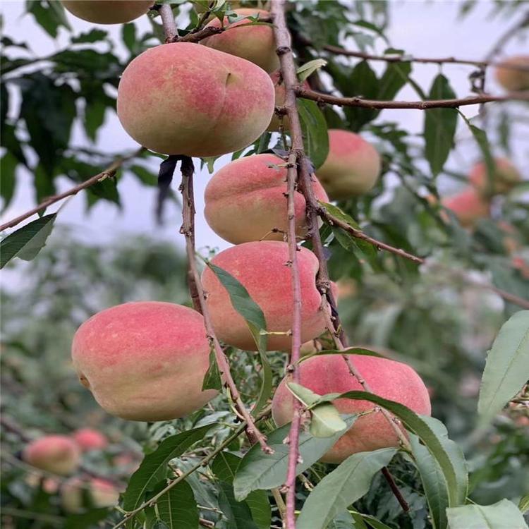桃子苗 冬桃樹苗價格 映霜紅桃樹苗批發(fā)
