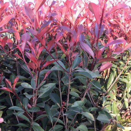直銷(xiāo)紅葉石楠杯苗 35-50公分紅葉石楠大杯苗 價(jià)格