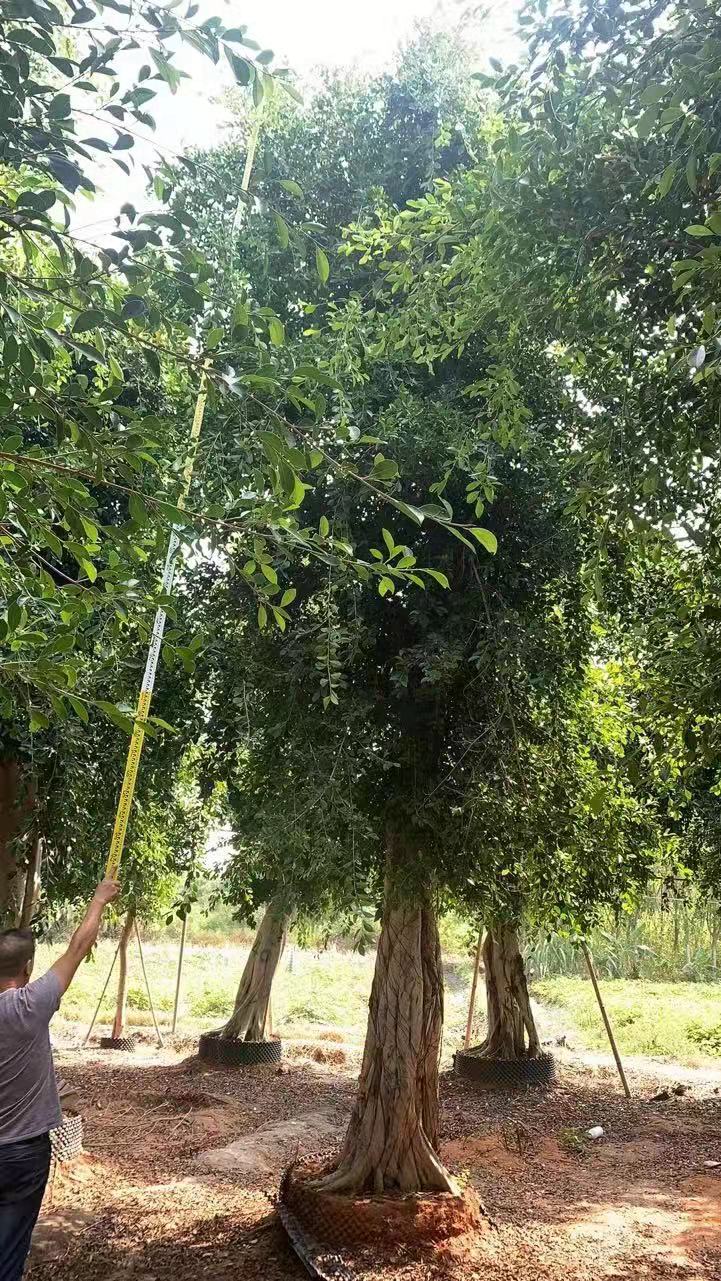 江蘇小葉榕價格 小葉榕景觀綠化樹批發(fā)