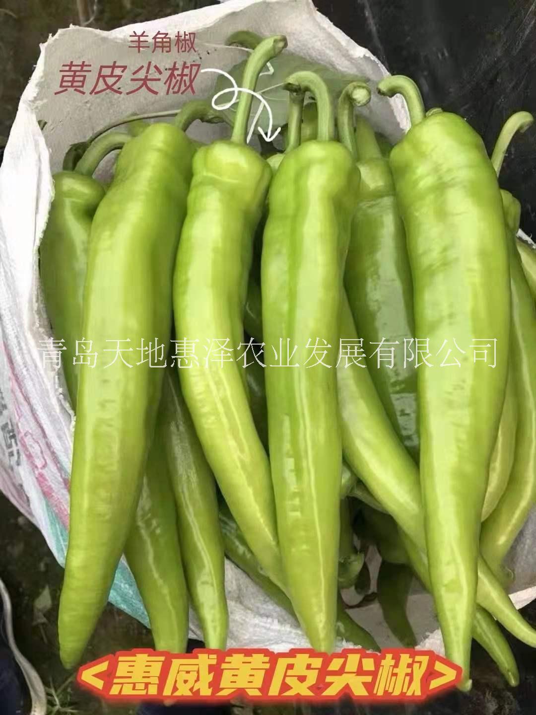 山東青島惠威羊角椒種子批發(fā)公司銷售價(jià)格