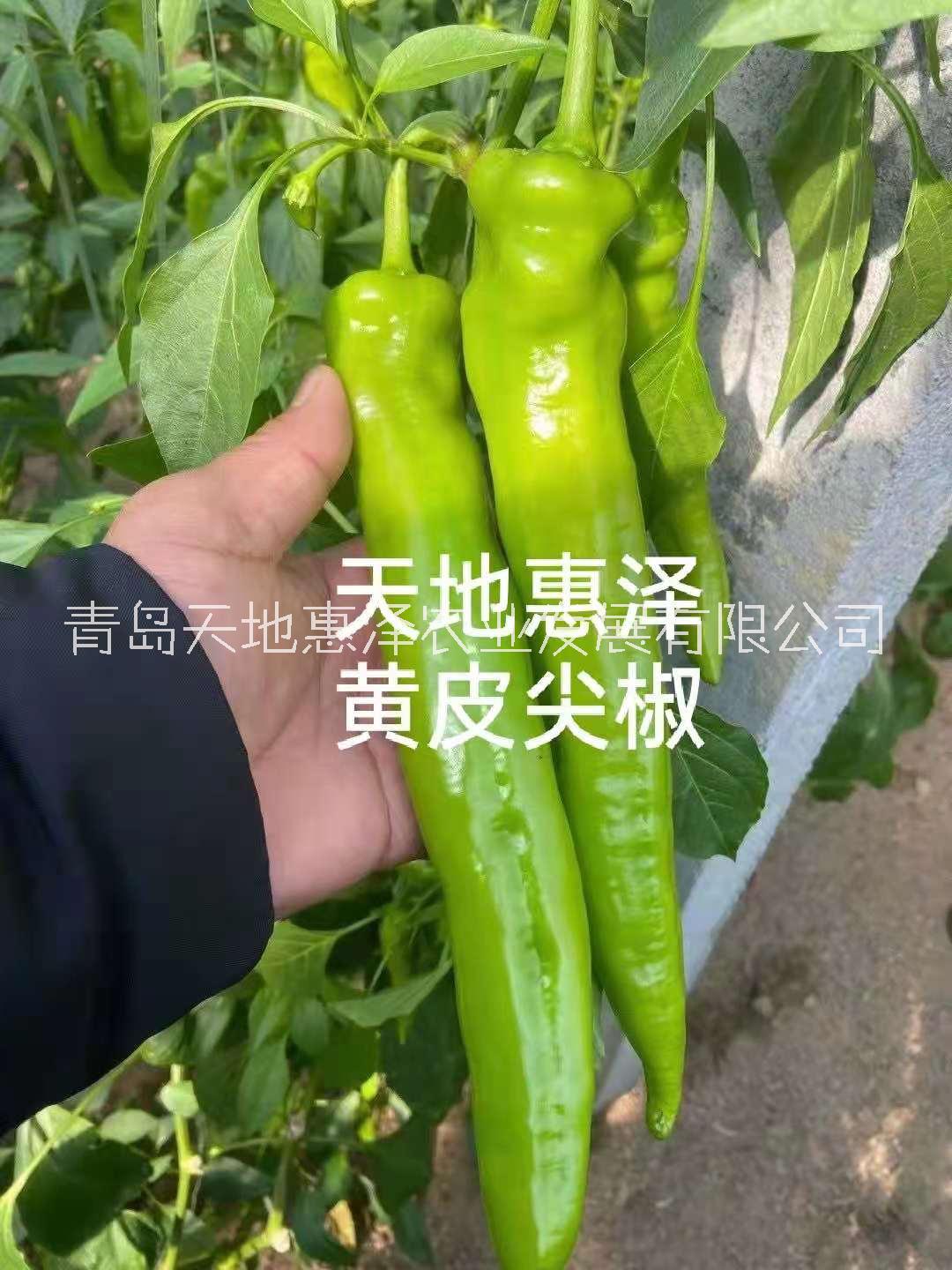 山東青島惠威羊角椒種子批發(fā)公司銷售價(jià)格