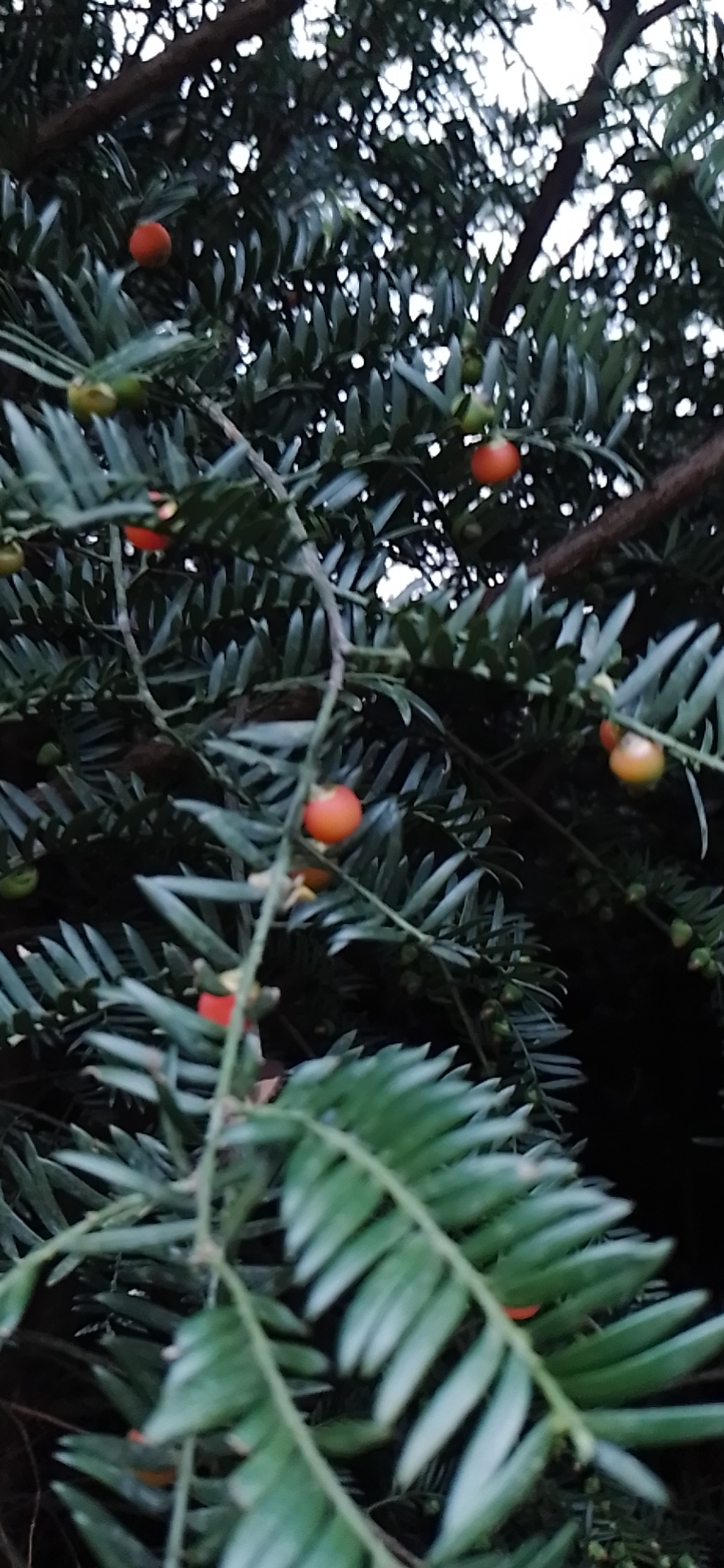 貴州紅豆杉供應(yīng)商價格  灌木種植基地批發(fā)報價電話 貴州紅豆杉造林苗木基地