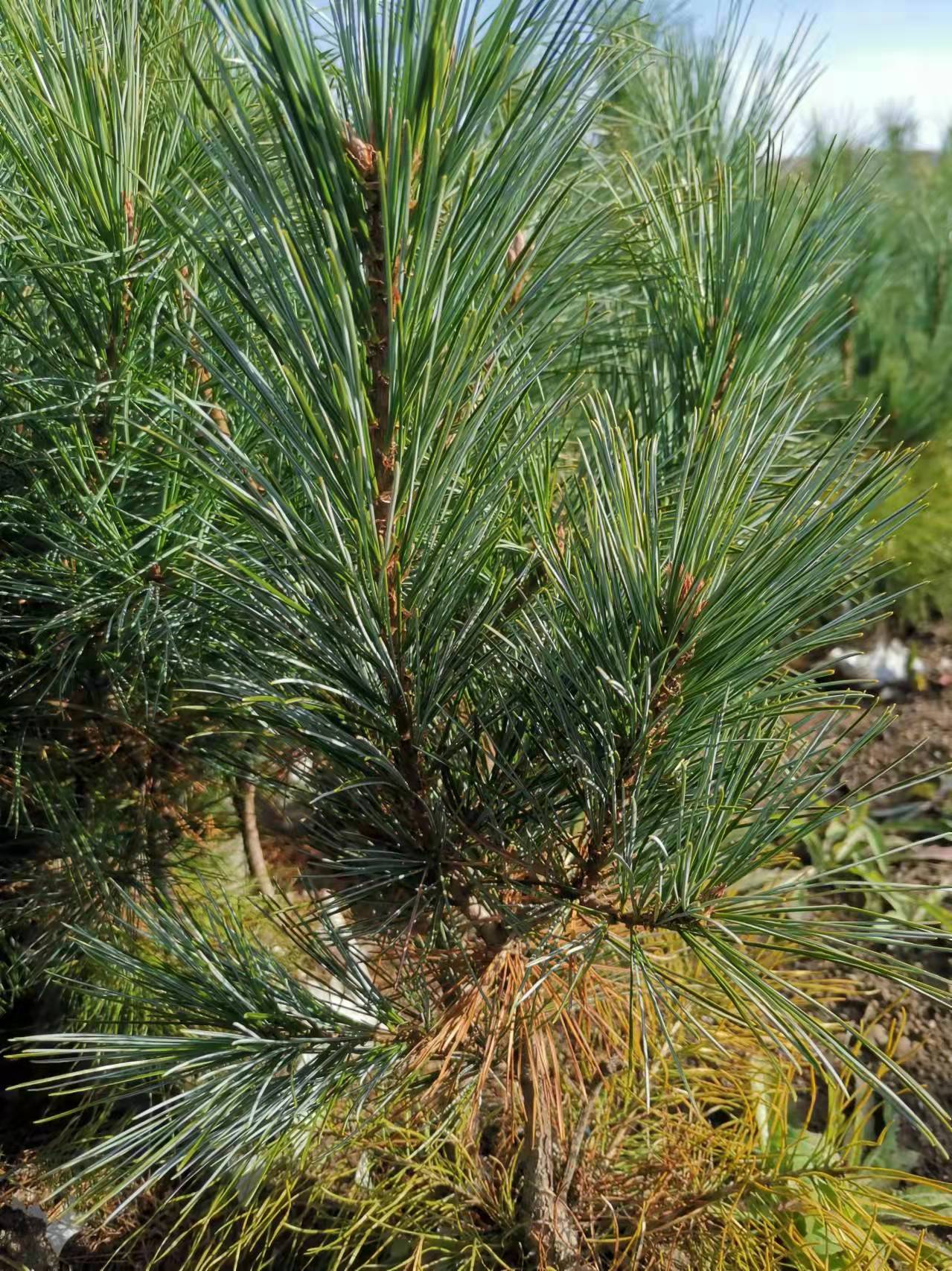 遼寧丹東39cm紅松嫁接苗銷售價格基地直銷 傳授種植技術(shù)