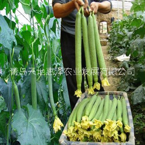 山東青島美迪絲瓜種子批發(fā)公司銷售價格 惠澤-美迪絲瓜種子