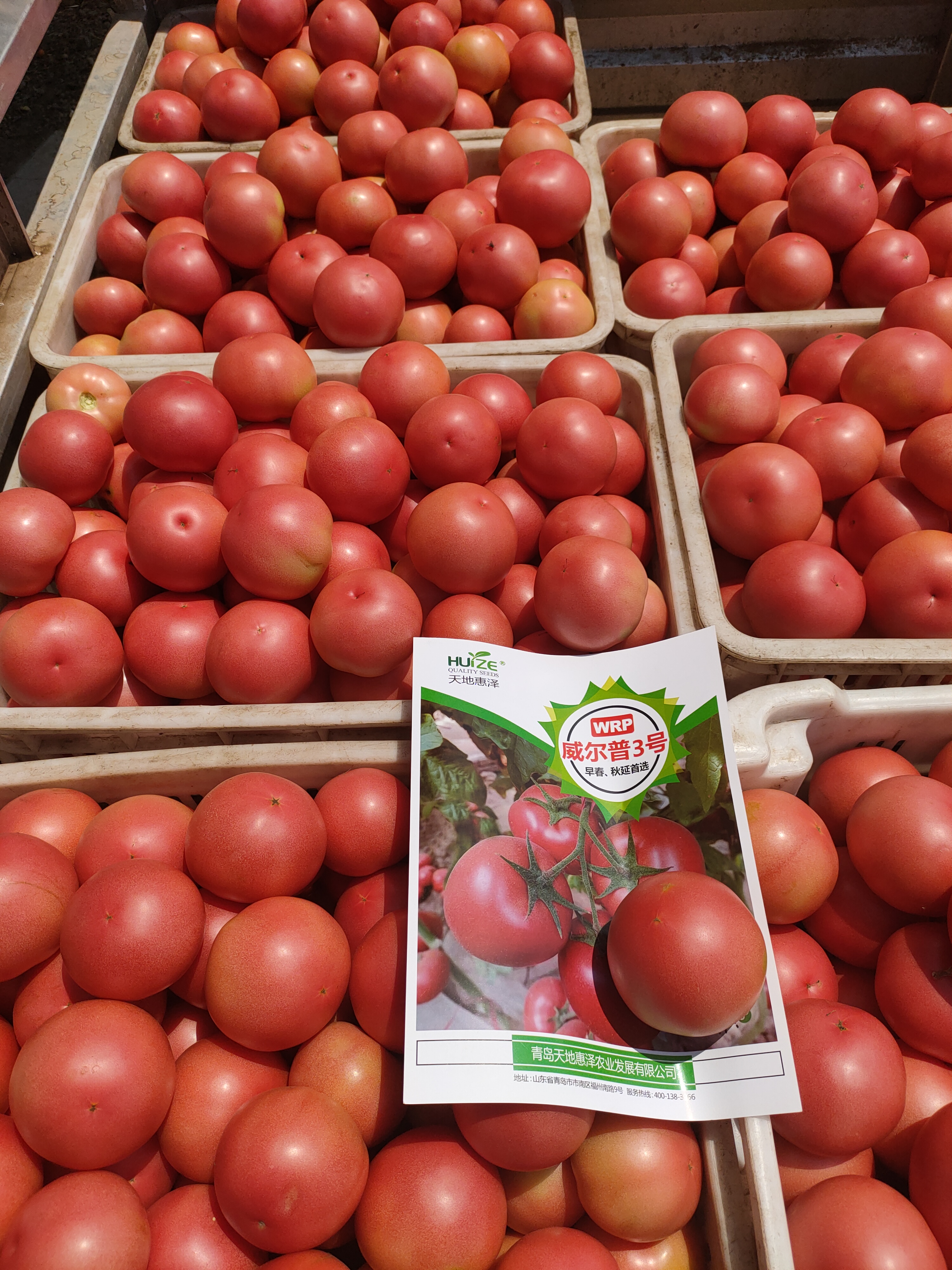 山東青島威爾普3號番茄種子批發(fā)公司銷售價格 威爾普3號種子