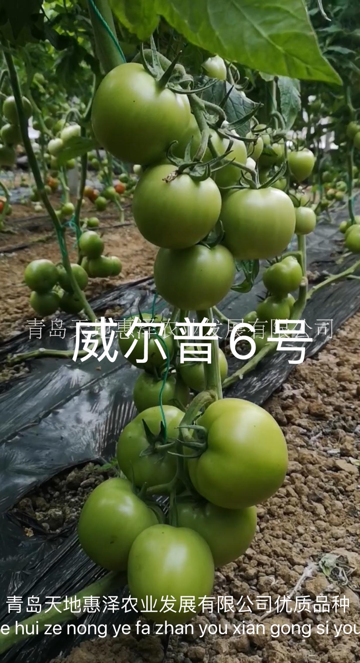 山東青島威爾普6號番茄種子批發(fā)公司銷售價(jià)格 惠澤-威爾普6號番茄種子