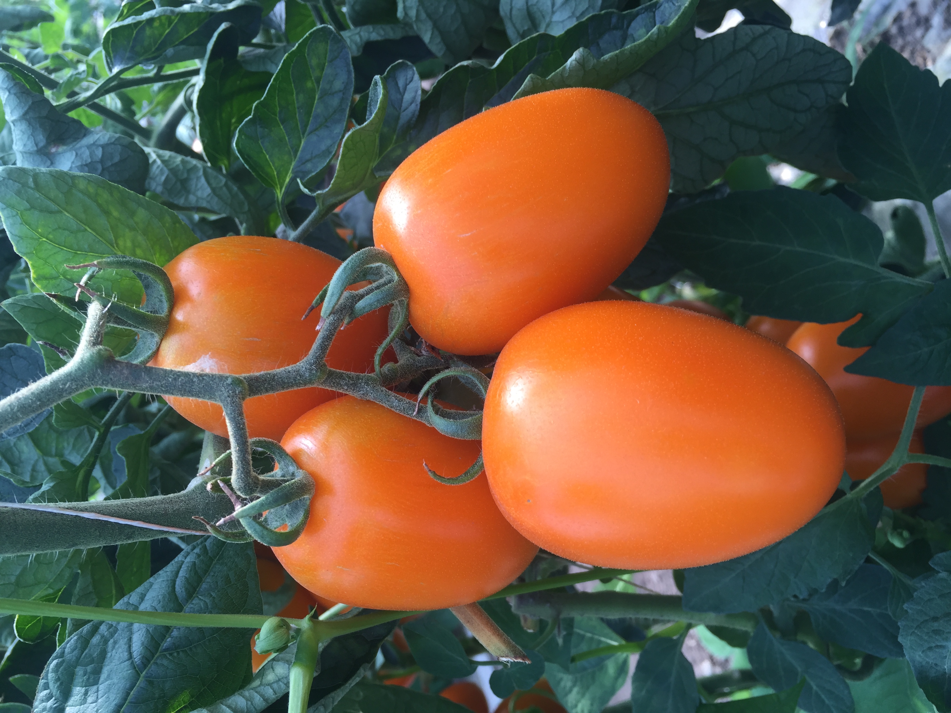 山東青島黃羅曼番茄種子批發(fā)公司銷售價格 黃羅曼種子