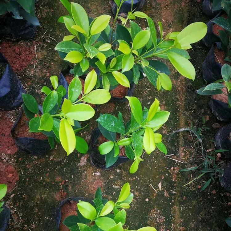 黃金榕價(jià)格 福建地被植物批發(fā) 黃金榕樹 常綠灌木四季葉 風(fēng)景綠化