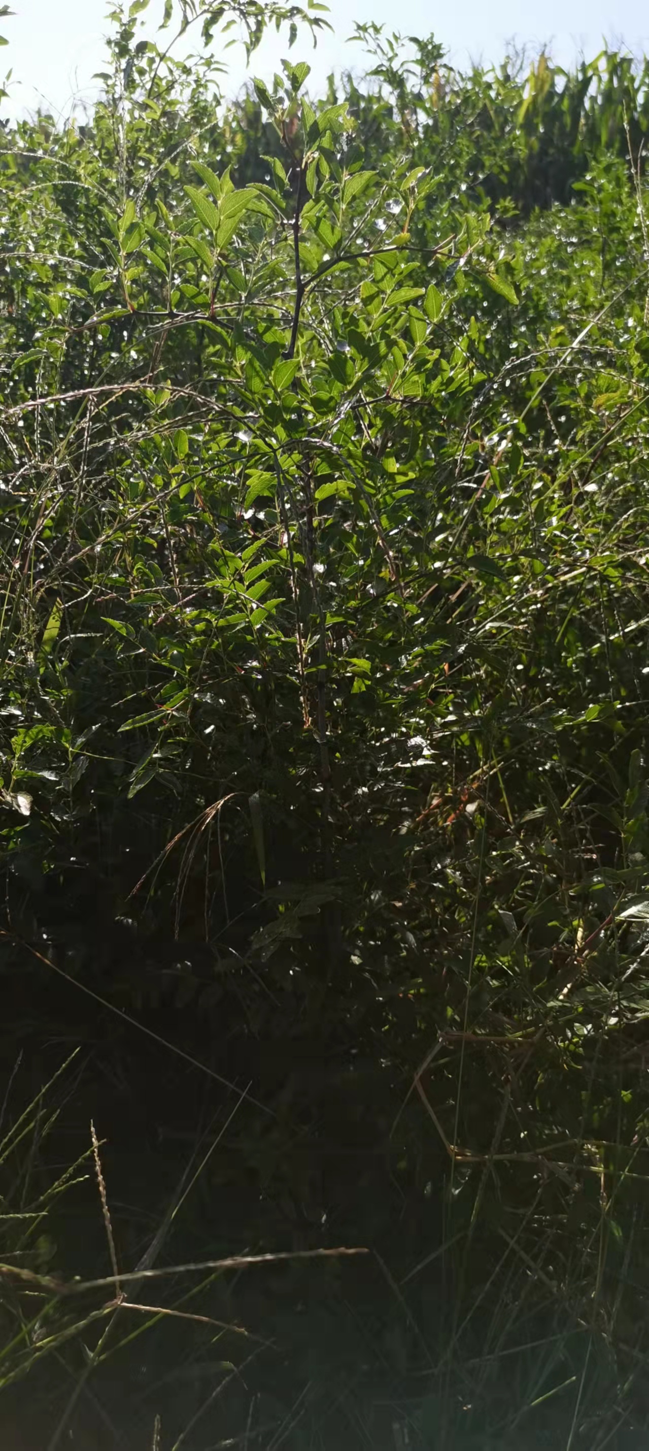 云南金玲大棗苗種植批發(fā)價格