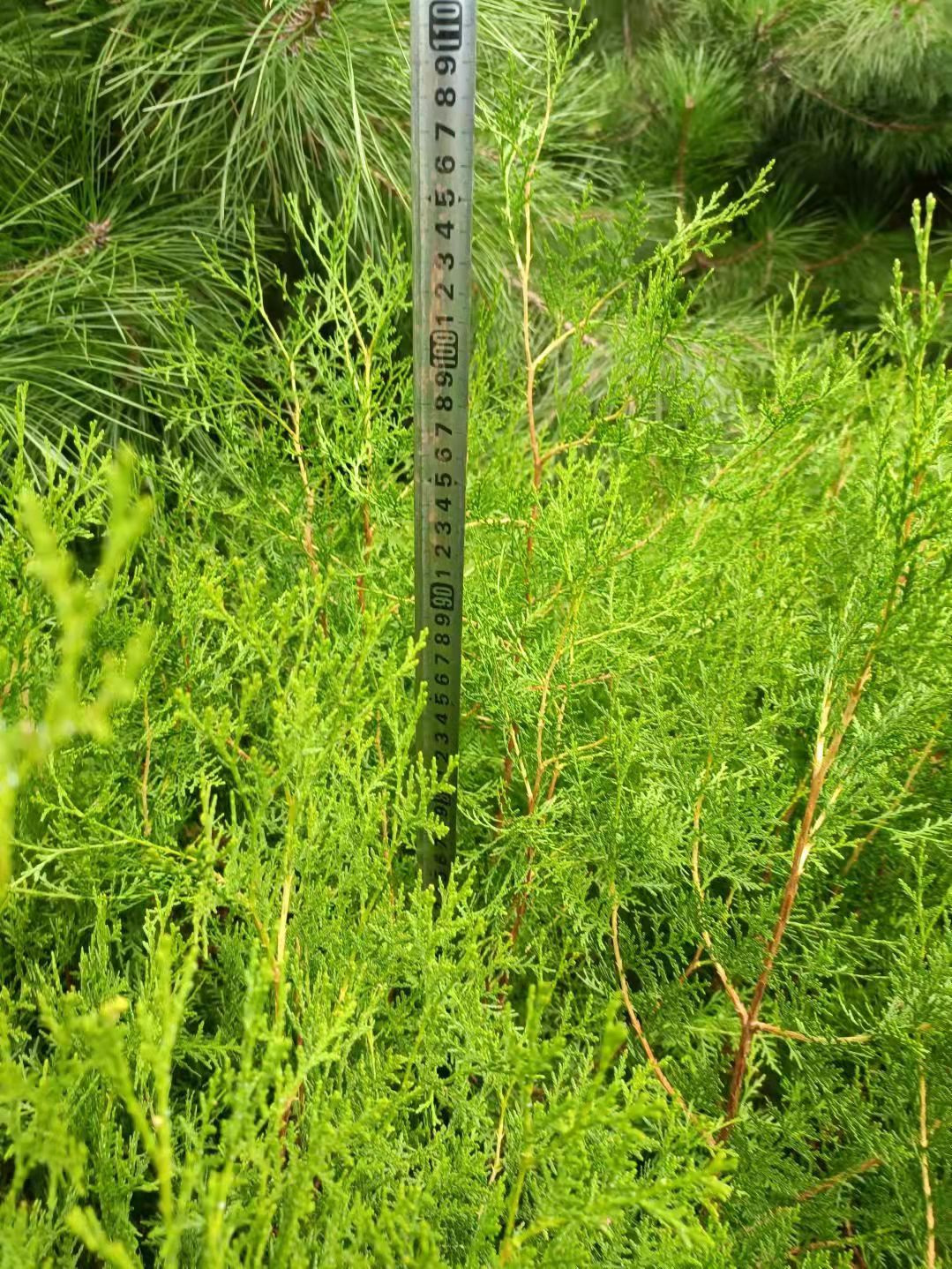 東北側柏苗基地，側柏苗多少錢，側柏苗種植