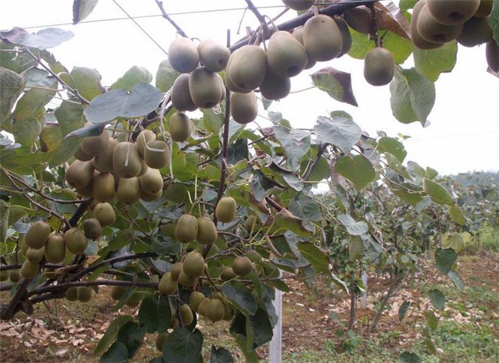 山東獼猴桃樹(shù)苗基地 果樹(shù)苗價(jià)格 獼猴桃苗